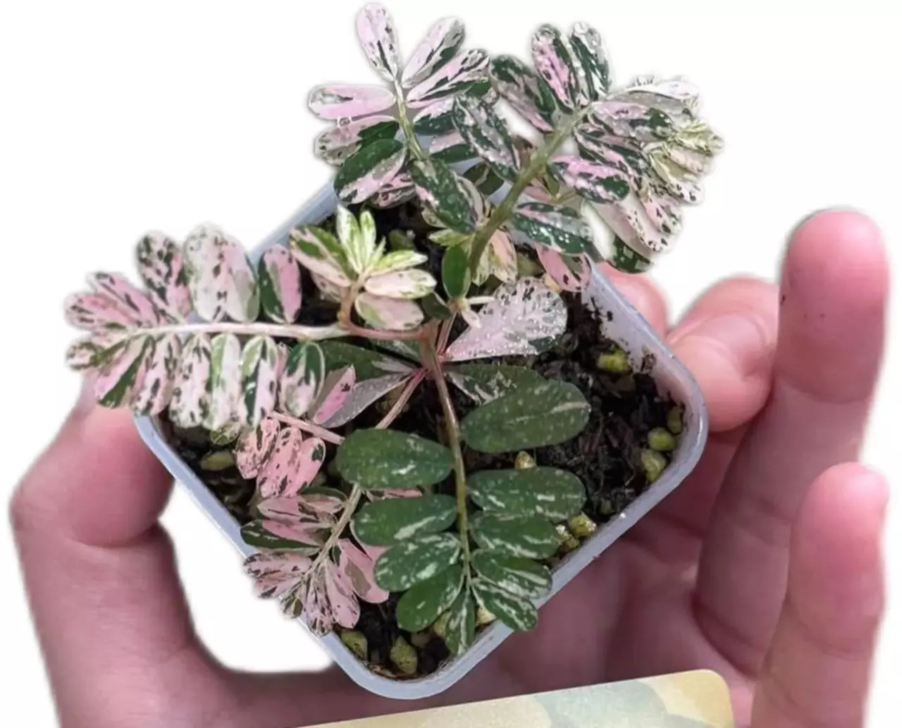 plant/phylanthus urinaria pink TC 1 pack growers choice-0