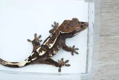 plant/Ps162 patterned dal cappuccino male-1-thumbnail