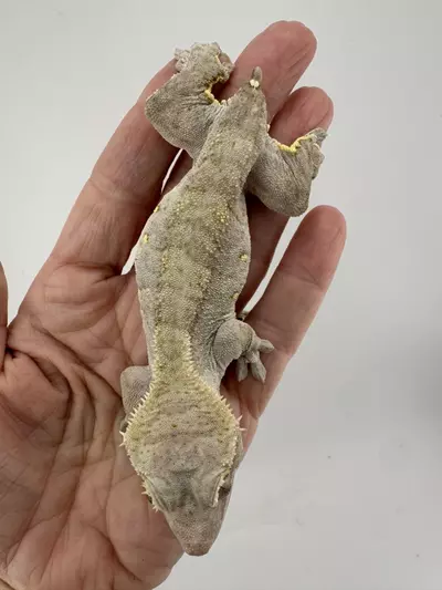 plant/35g Female Dark Phantom Tiger from Zero Gecko-1-thumbnail