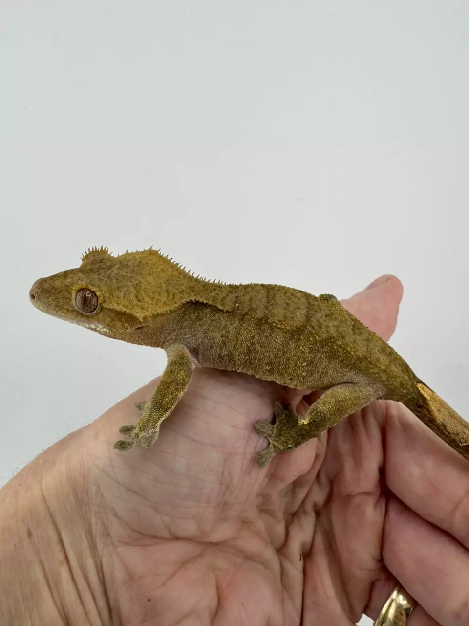 plant/24g NPV Tiger Phantom from The Gecko Room-1