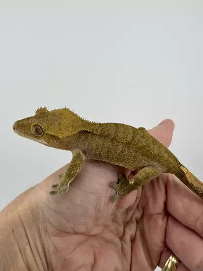 plant/24g NPV Tiger Phantom from The Gecko Room-1-thumbnail