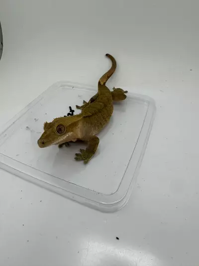 plant/24g NPV Tiger Phantom from The Gecko Room-4-thumbnail