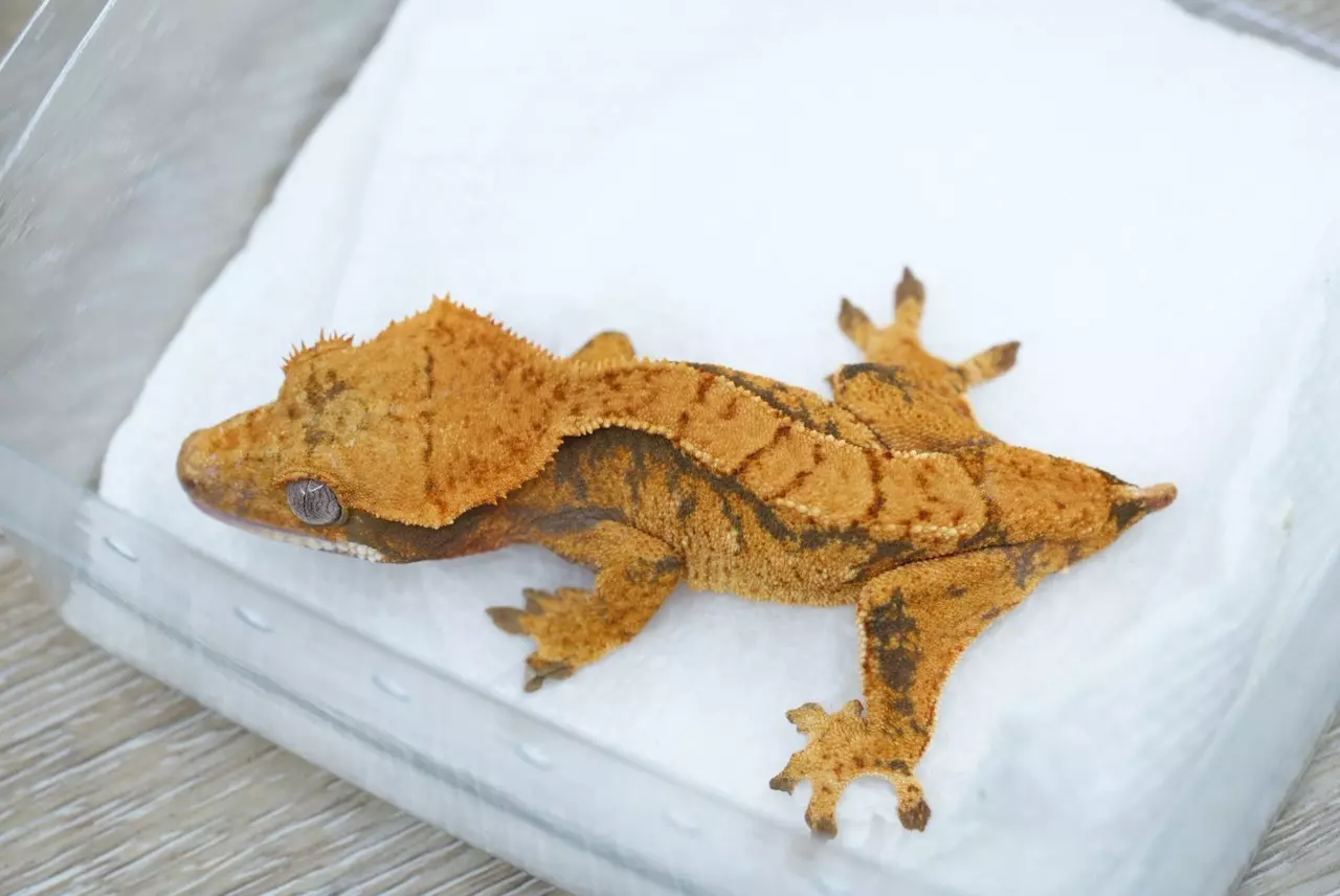 plant/Ps160 Halloween male g1-1