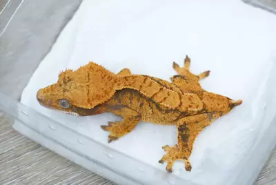 plant/Ps160 Halloween male g1-1-thumbnail