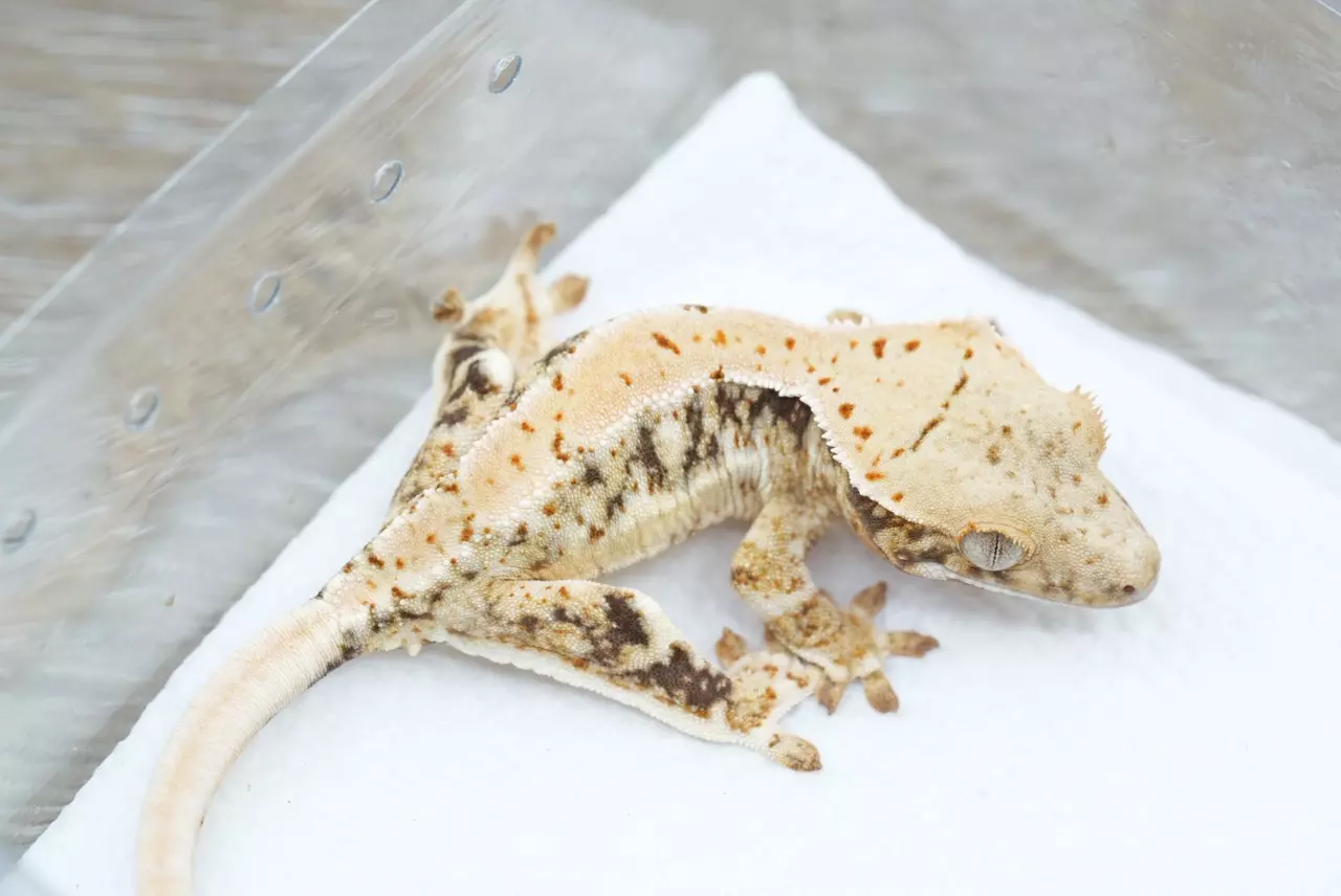 plant/Ps158 Lilly white npv captain fantastic lines-0