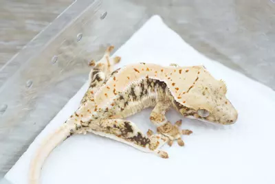 plant/Ps158 Lilly white npv captain fantastic lines-0-thumbnail