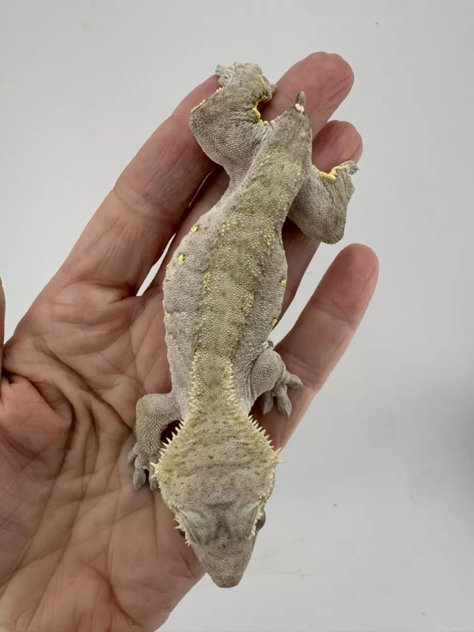 plant/35g Female Dark Phantom Tiger from Zero Gecko-3