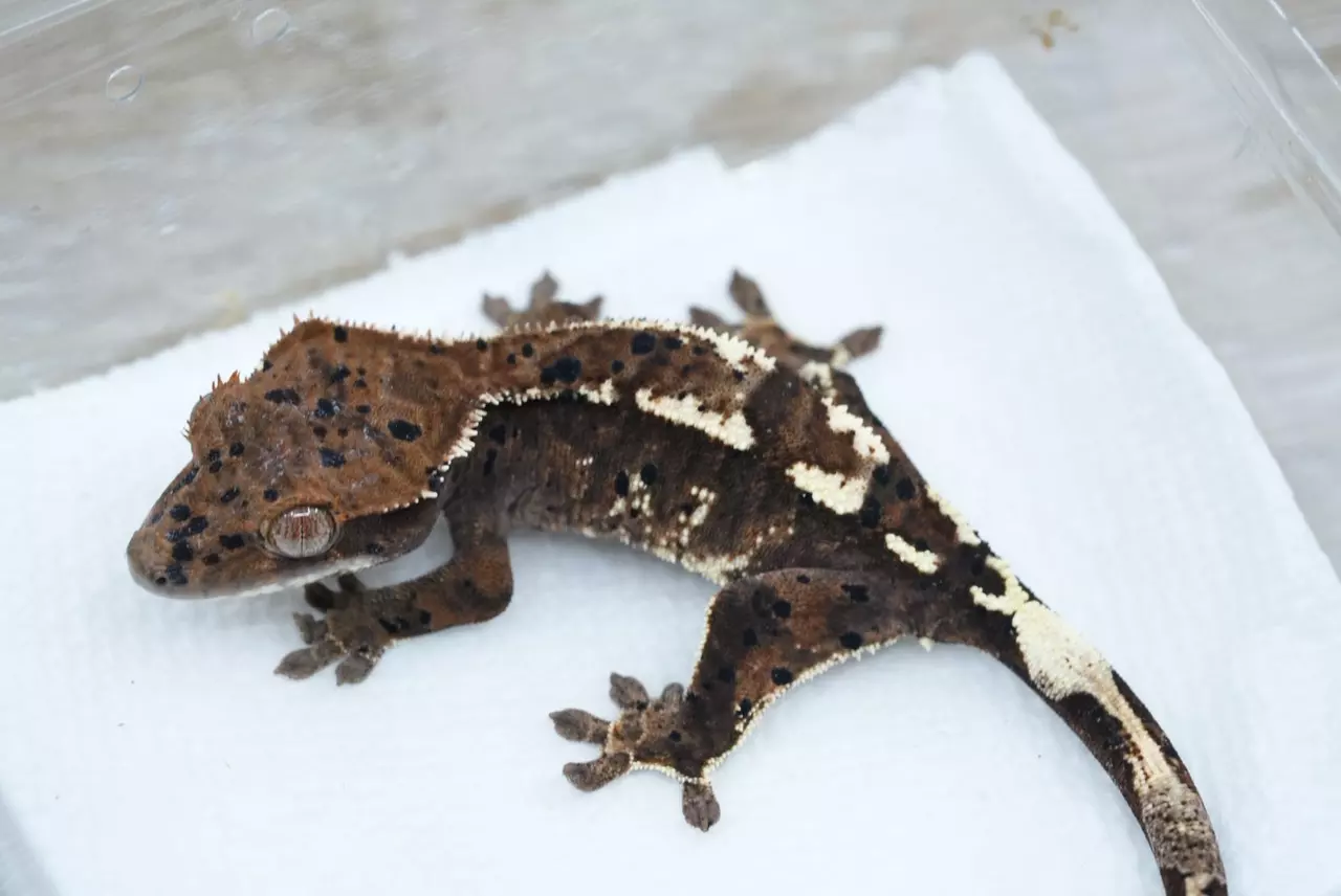 plant/Ps162 patterned dal cappuccino male-0