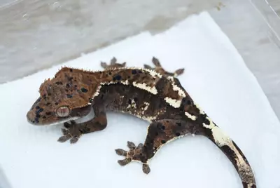 plant/Ps162 patterned dal cappuccino male-0-thumbnail