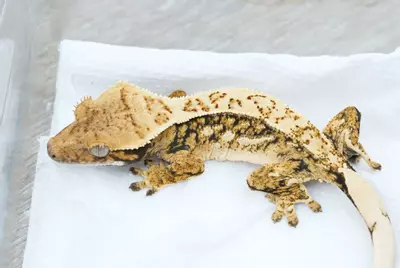 plant/Ps169 Midas x descent npv-0-thumbnail