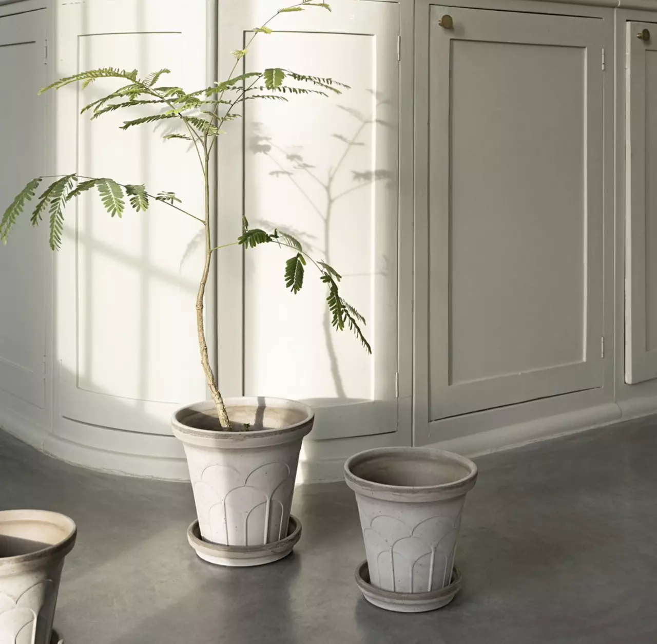 plant/SPECIAL ORDER: Bergs Fleur Raw Gray 5.5”-1