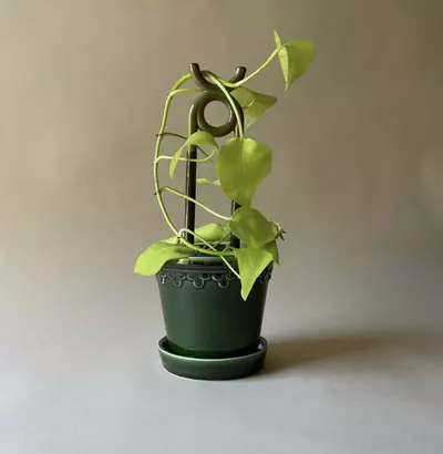 plant/SPECIAL ORDER: Bergs Folk Oni Moss Green Glazed-0-thumbnail