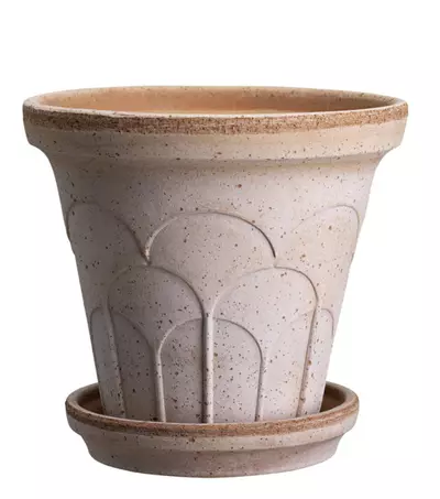 plant/SPECIAL ORDER: Bergs Fleur Raw Rosa 4.7”-0-thumbnail