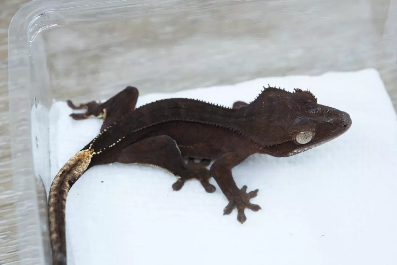 plant/Ps161 male dark phantom (Alfred/roxbury)-0