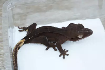 plant/Ps161 male dark phantom (Alfred/roxbury)-0-thumbnail