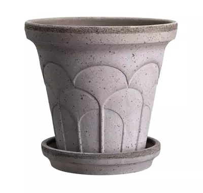 plant/SPECIAL ORDER: Bergs Fleur Raw Gray 5.5”-0-thumbnail