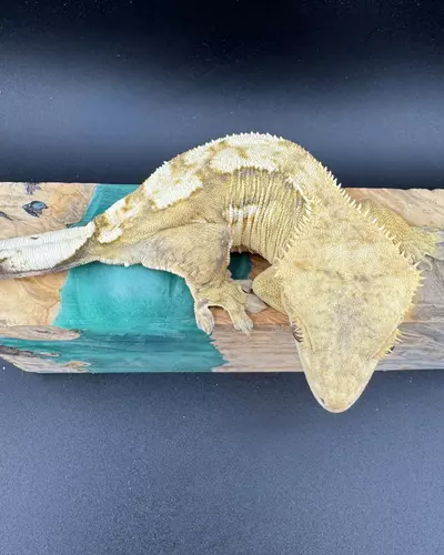 plant/36g Female Credted Gecko from Miami Art Gecko-3-thumbnail