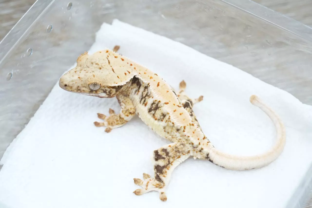 plant/Ps158 Lilly white npv captain fantastic lines-1