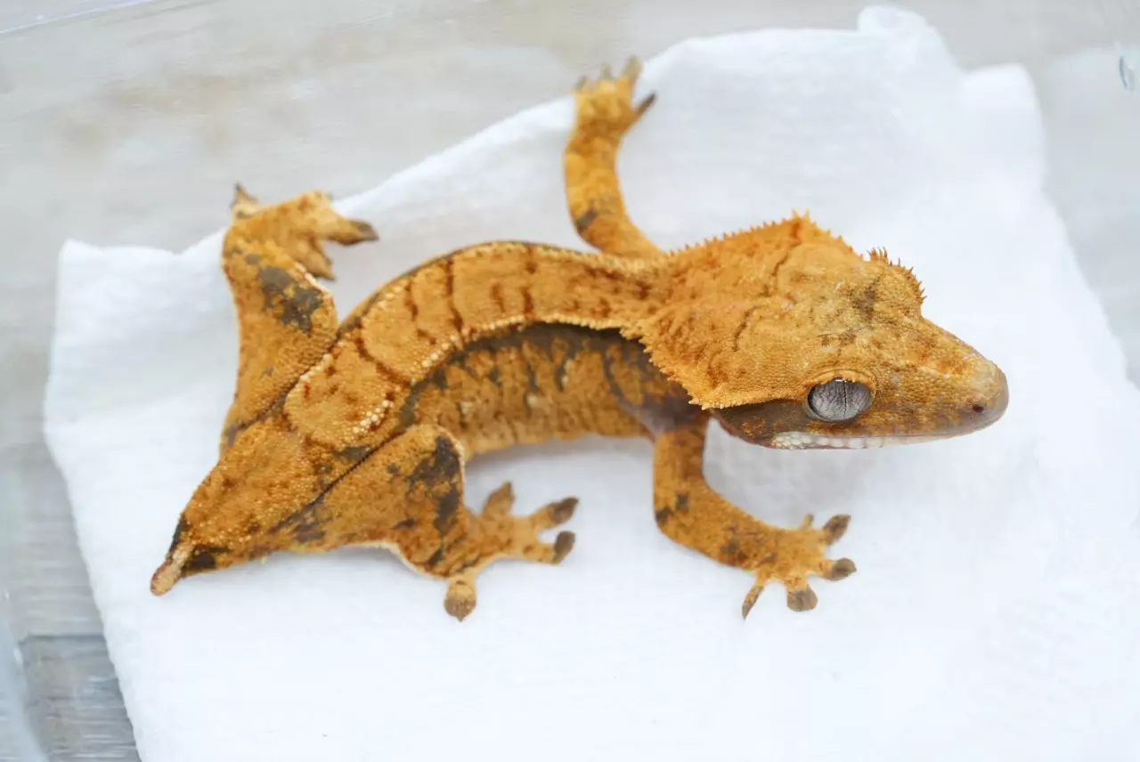 plant/Ps160 Halloween male g1-0