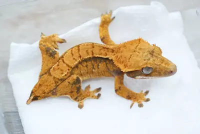 plant/Ps160 Halloween male g1-0-thumbnail