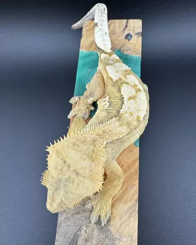 plant/36g Female Credted Gecko from Miami Art Gecko-2-thumbnail