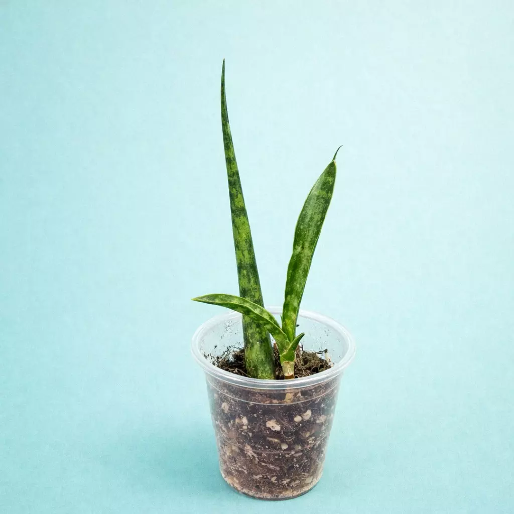 plant/Fernwood Snake plant/sansevieria-0