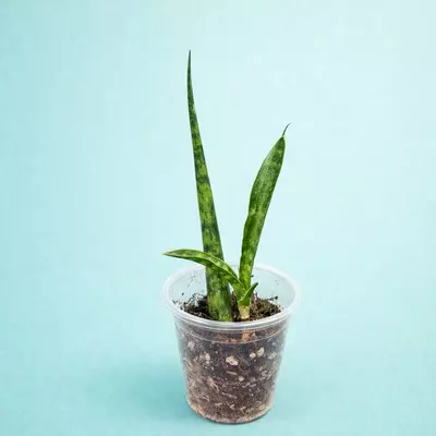 plant/Fernwood Snake plant/sansevieria-0-thumbnail