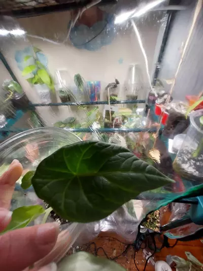 plant/Maharani Lemon lime corm grown-0-thumbnail