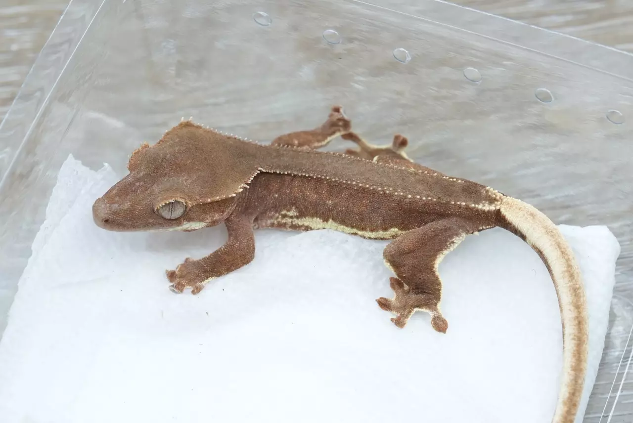 plant/Ps170 red phantom Lilly white 100% het ax npv-0