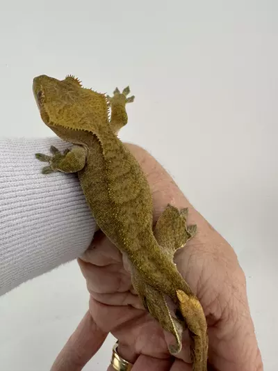 plant/24g NPV Tiger Phantom from The Gecko Room-3-thumbnail