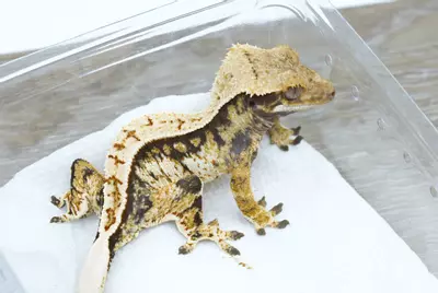 plant/Ps168 Midas x sweet tea male Emily line-0-thumbnail