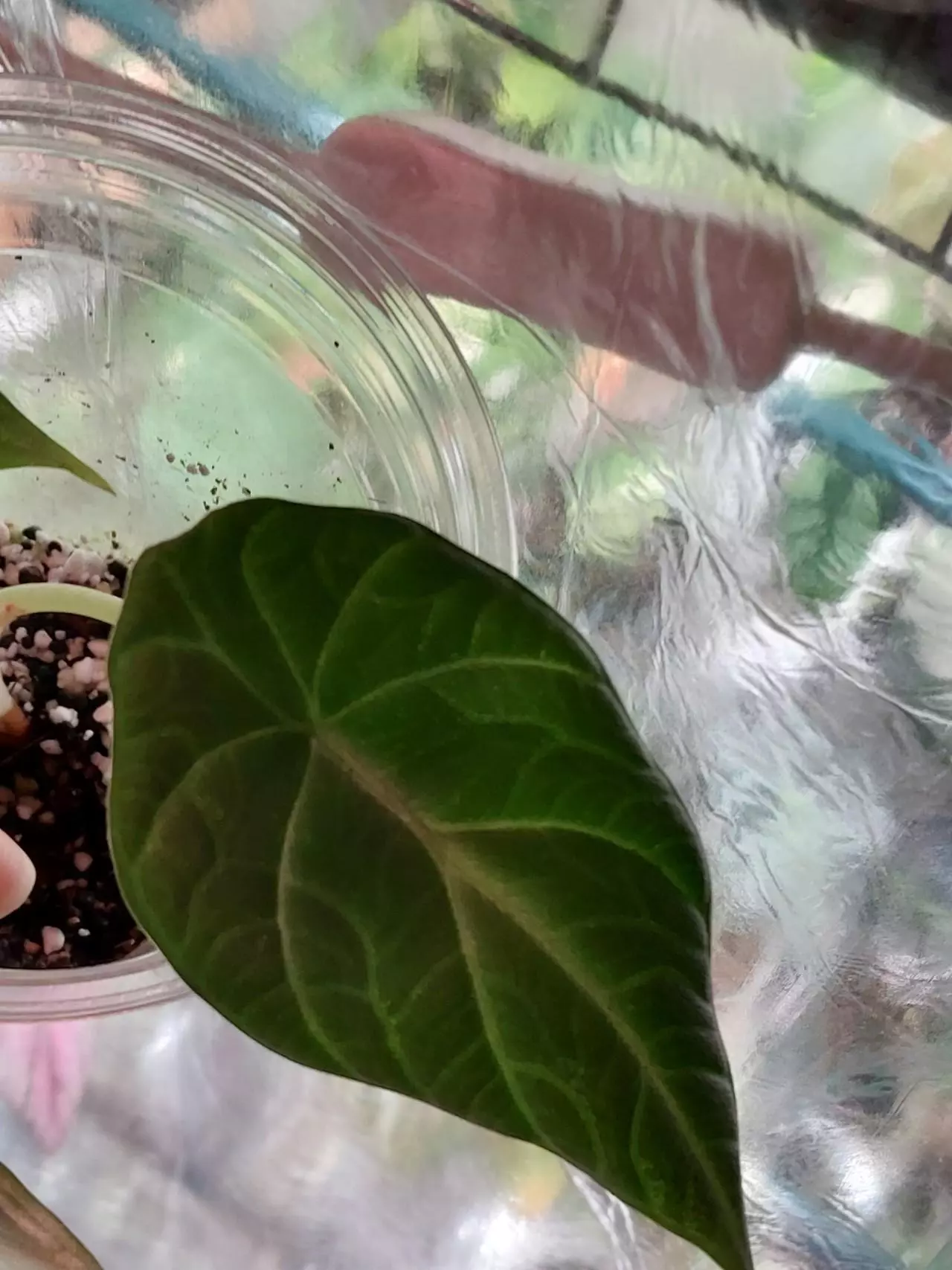 plant/Maharani Lemon lime corm grown-2