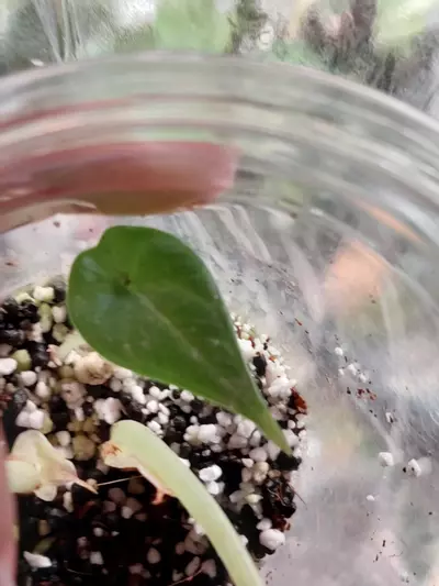 plant/Maharani Lemon lime corm grown-1-thumbnail