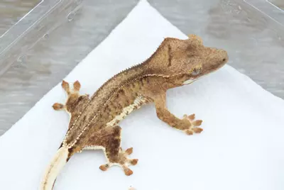 plant/Ps171 yellow phantom Lilly 100% het axanthic npv-1-thumbnail