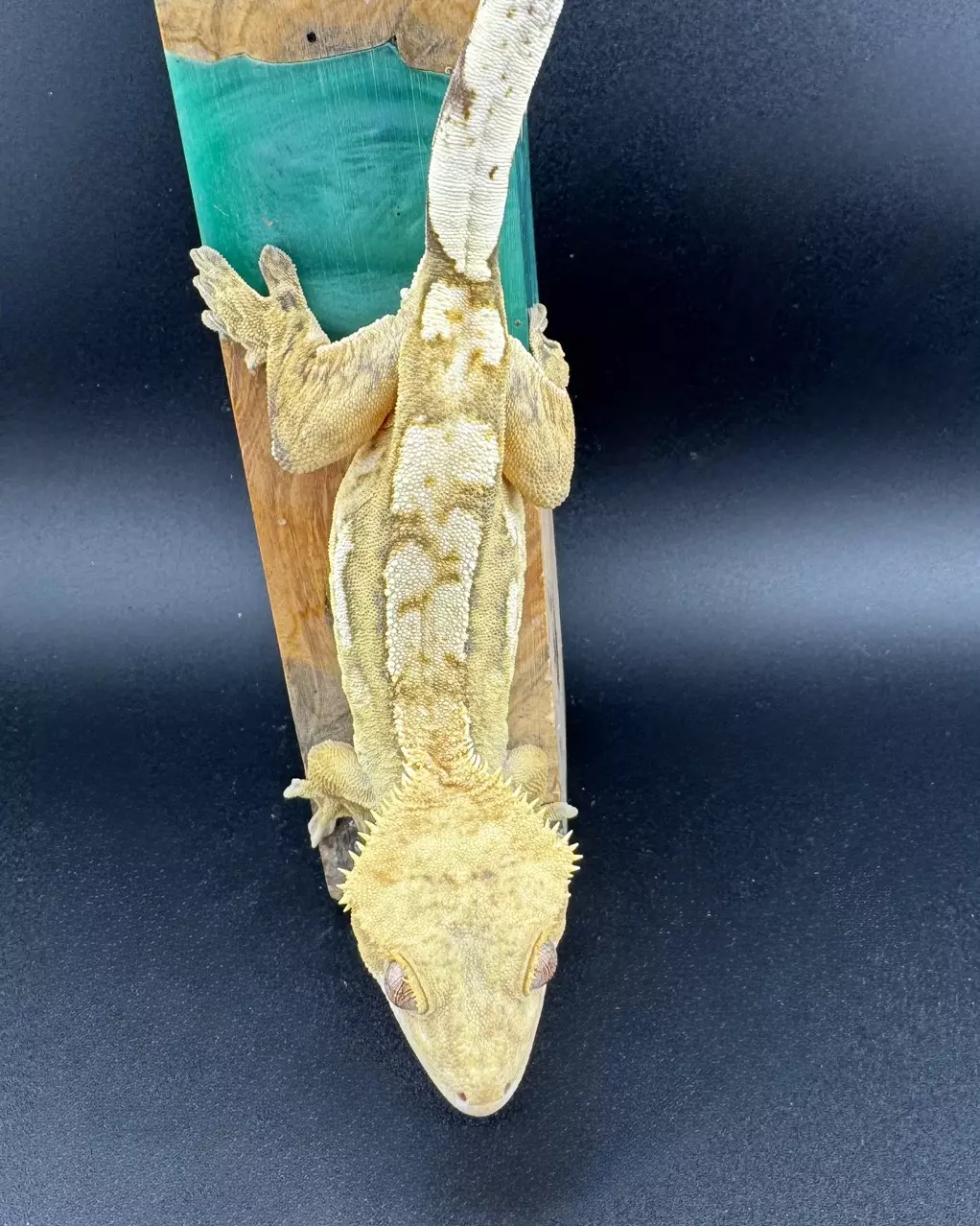 plant/36g Female Credted Gecko from Miami Art Gecko-1