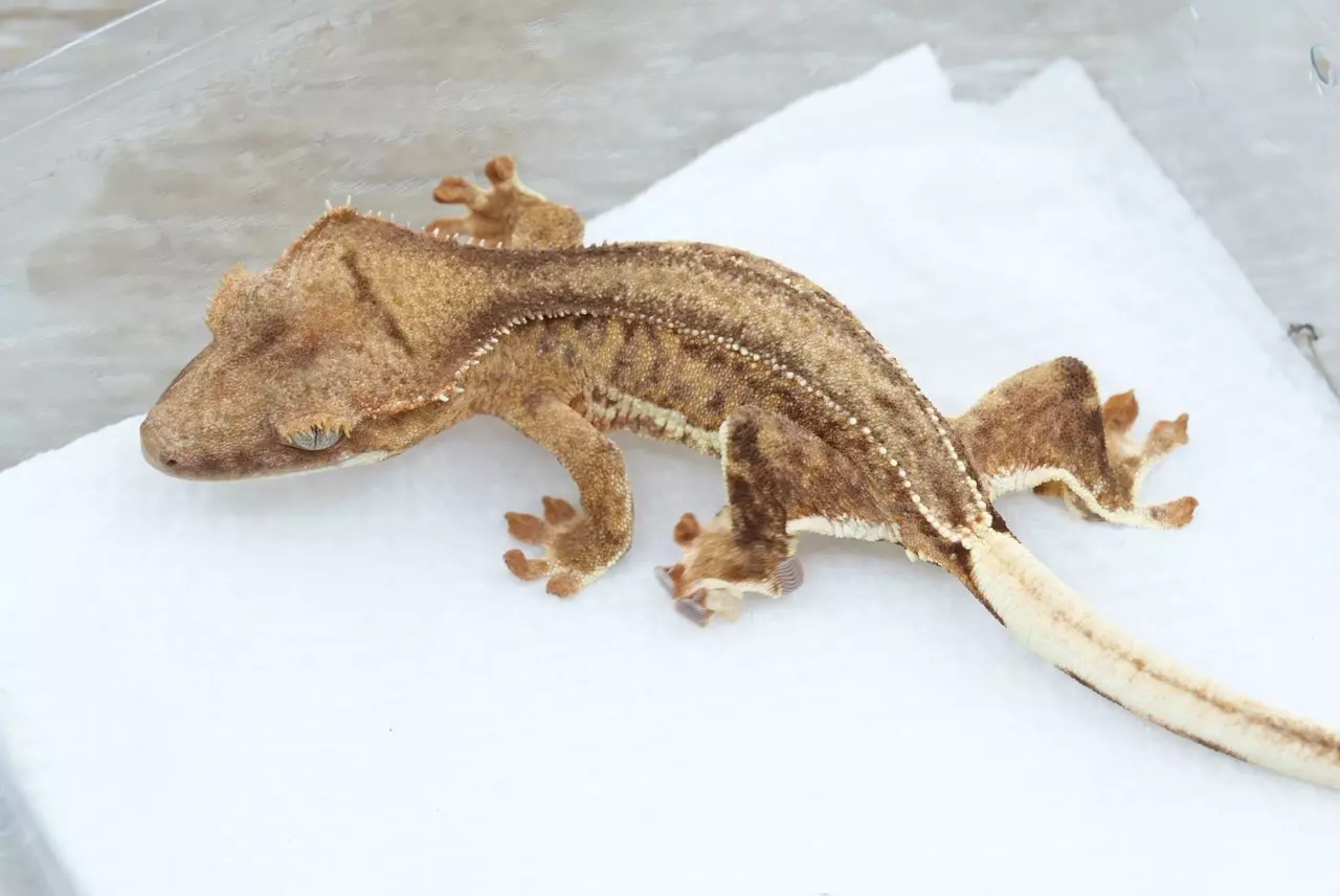 plant/Ps171 yellow phantom Lilly 100% het axanthic npv-0