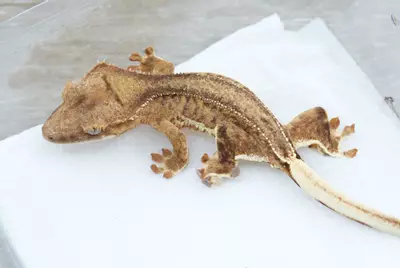 plant/Ps171 yellow phantom Lilly 100% het axanthic npv-0-thumbnail