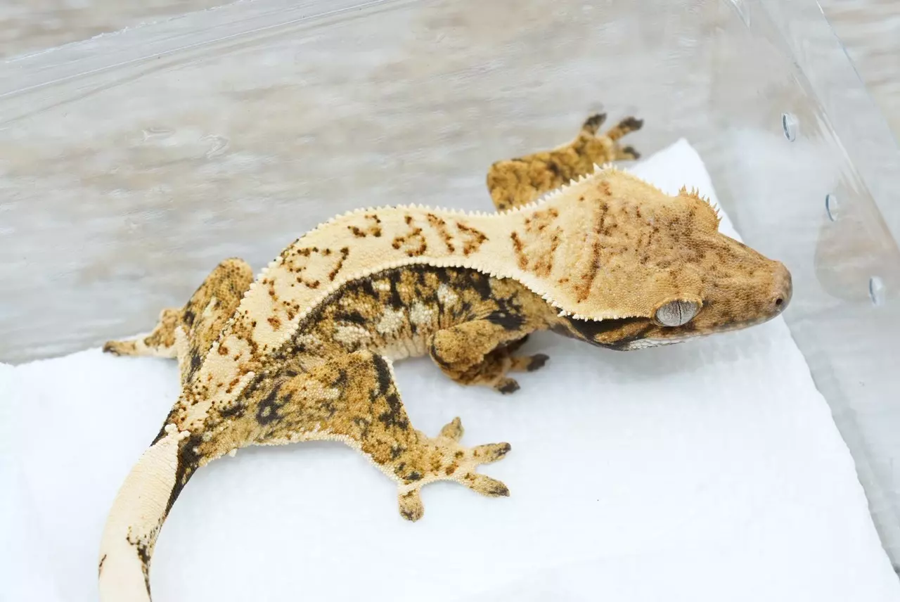 plant/Ps169 Midas x descent npv-1