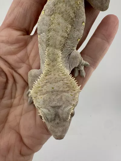 plant/35g Female Dark Phantom Tiger from Zero Gecko-2-thumbnail