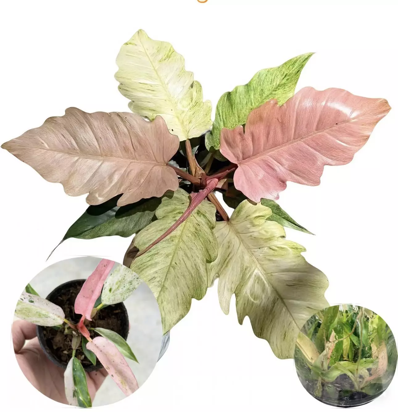 plant/Philo strawberry marble TC 1 pack growers choice-0