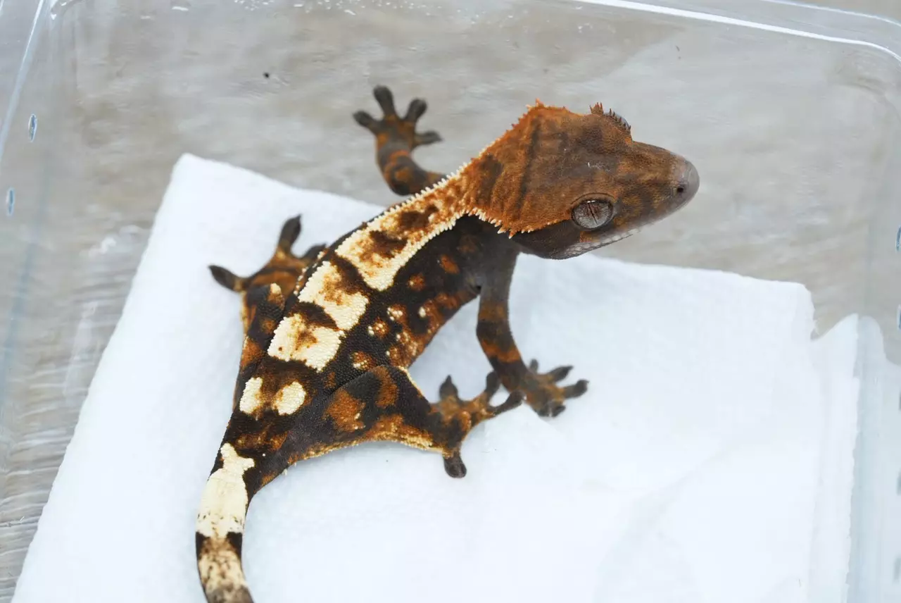 plant/Ps165 male sable tri-0