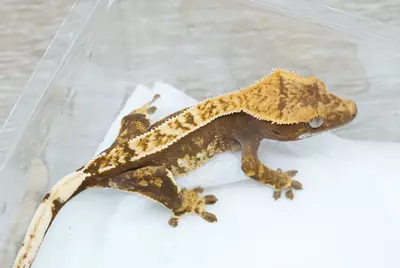 plant/Ps 172 100% het axanthic npv-0-thumbnail