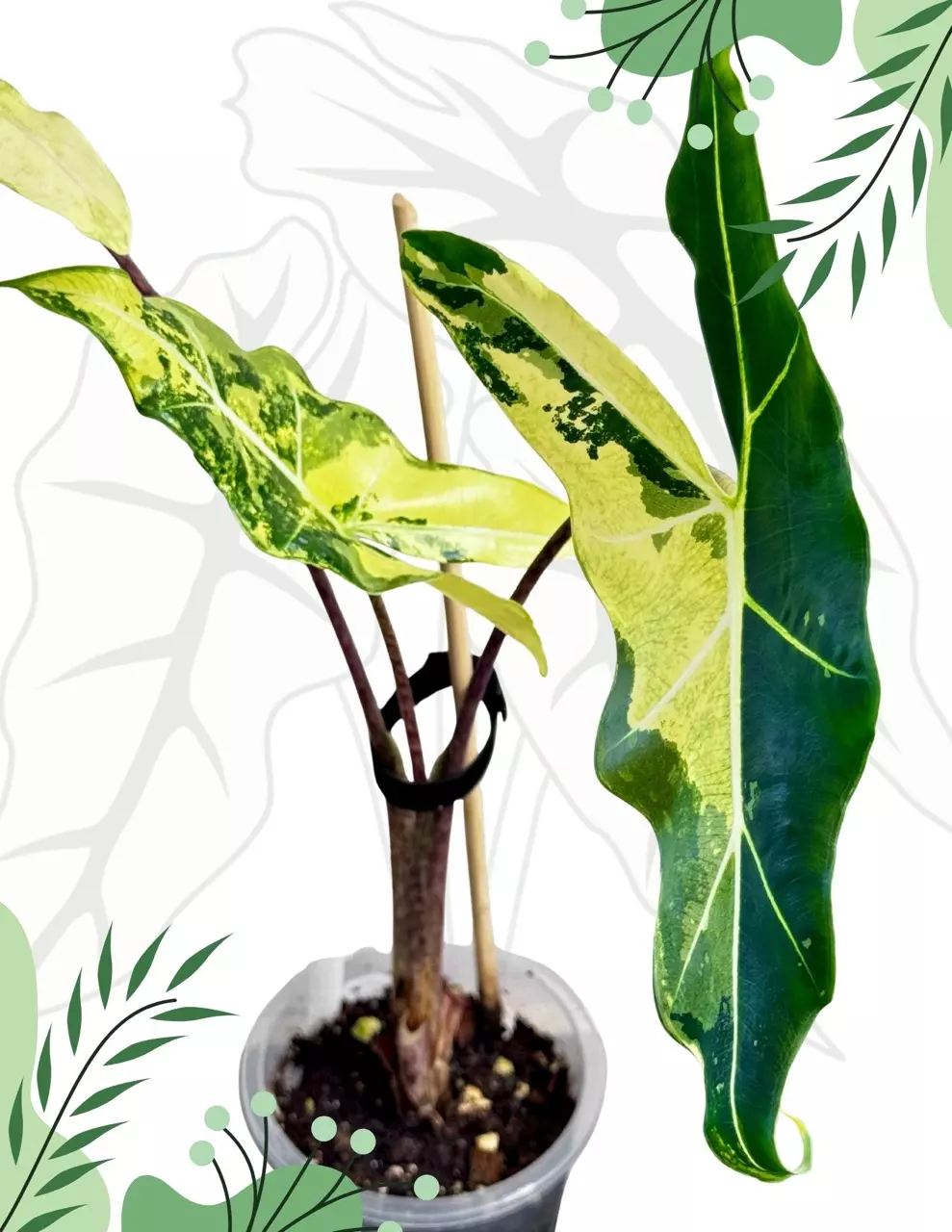 plant/Alocasia Sarian aurea TC 1 pack growers choice-0