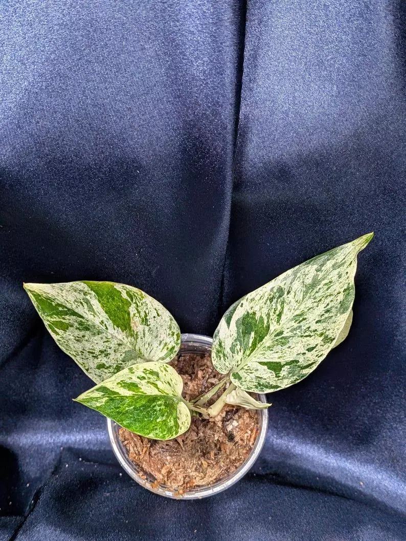 plant/Teruno Cast Epipremnum-1