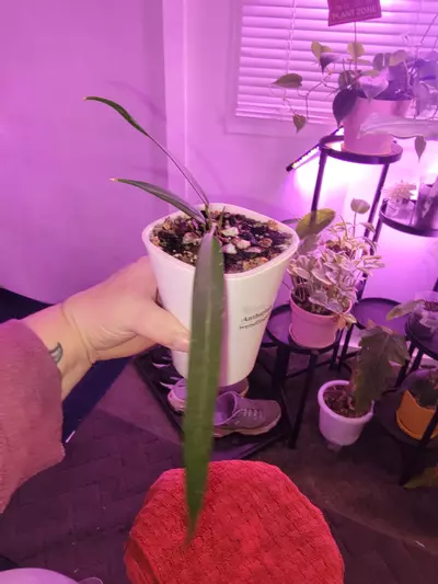 plant/💥Anthurium Wendlingeri-1-thumbnail