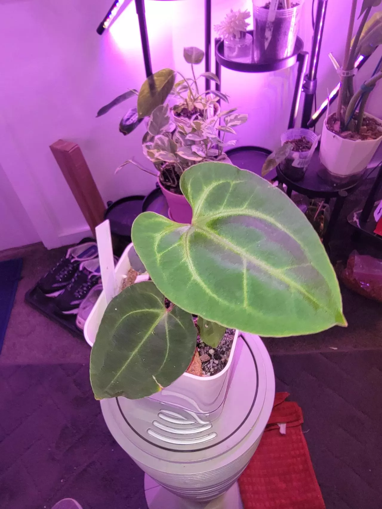 plant/💥Anthurium Besseae AFF-0