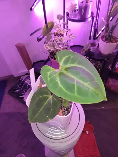 plant/💥Anthurium Besseae AFF-0-thumbnail