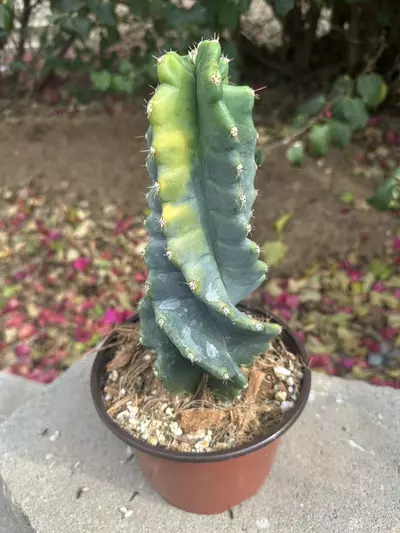 plant/2380 Variegated Cereus forbesii spiralis | Spiral Cactus | 6” Pot-0-thumbnail