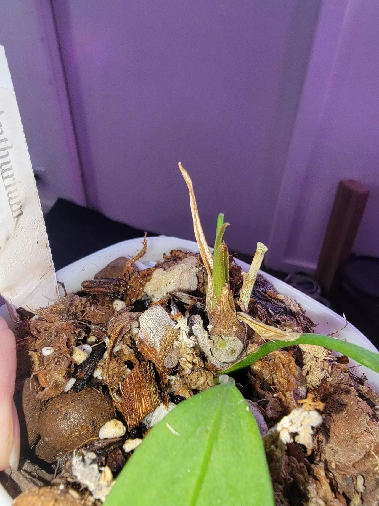 plant/💥Anthurium Vittarifolium comes in planter-1