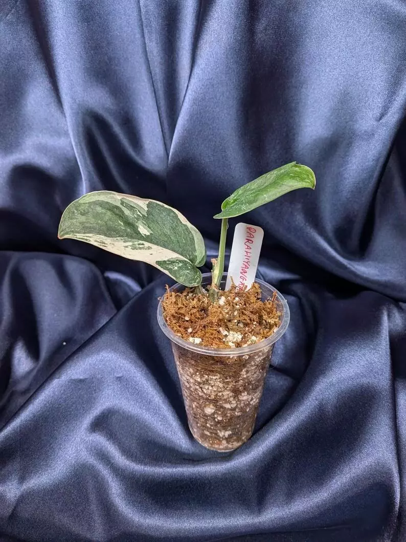 plant/Scindapsus Parahyangan-1